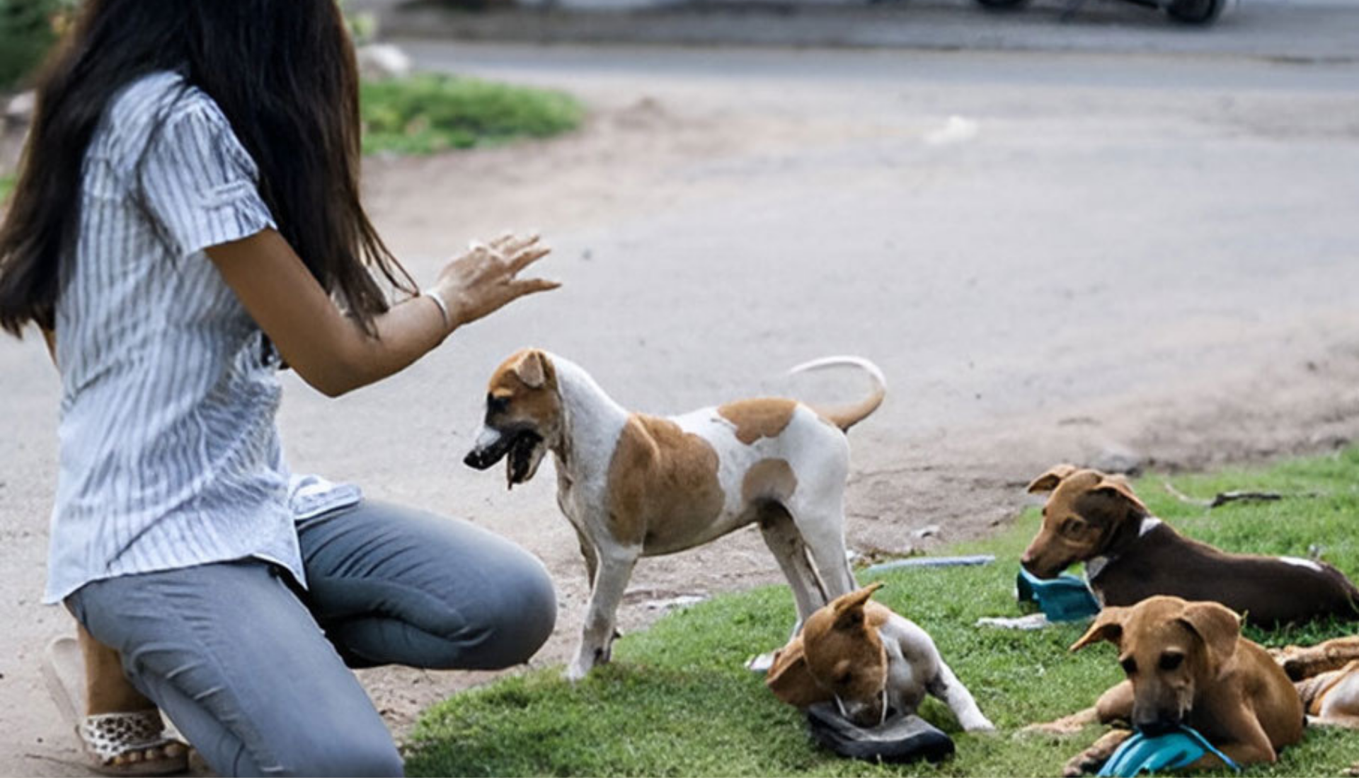 Animal Support