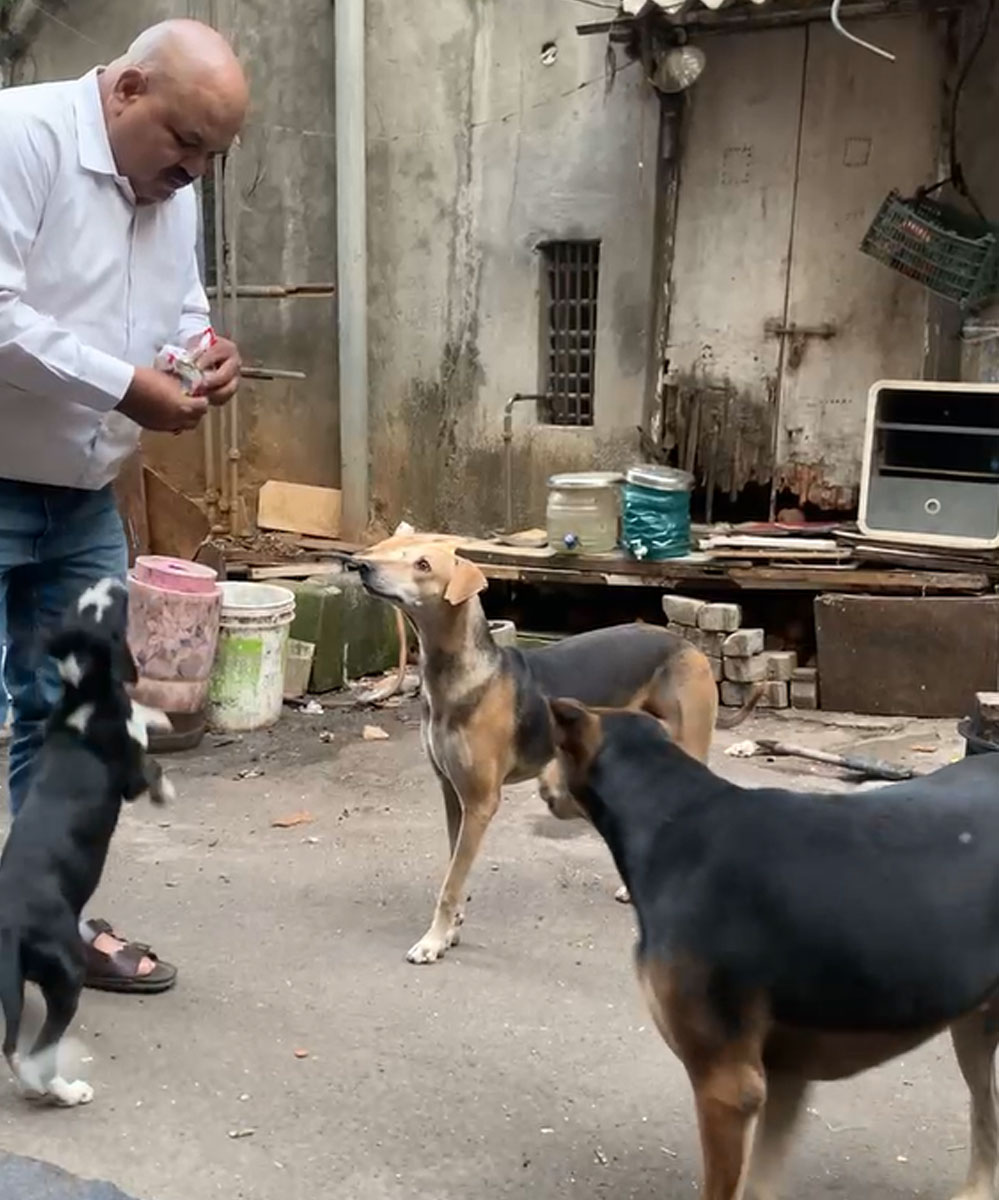 Dog Shelter